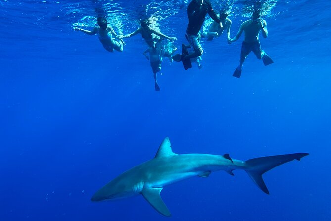 Swim With Sharks (Cage-Free) - Safety and Equipment