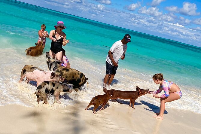 Swimming Pigs Island Turtles And Snorkeling Excursion 4 Stops Included Amenities