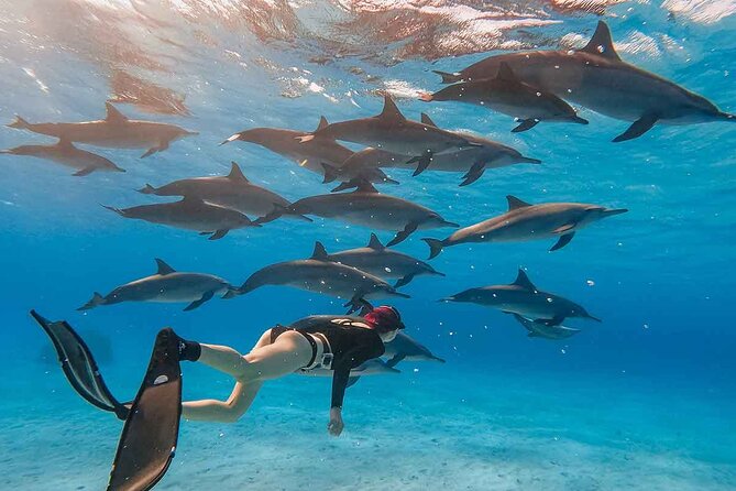 Swimming With Dolphins by Private Speed Boat - Hurghada - Additional Charges