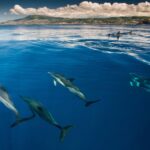 Swimming With Dolphins In Terceira Island Overview Of The Tour