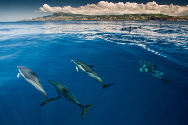 Swimming With Dolphins In Terceira Island Overview Of The Tour