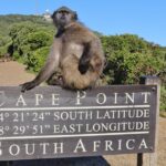 Table Mountain, Penguins & Cape Point Small Group Tour From Cape Town Attractions Included