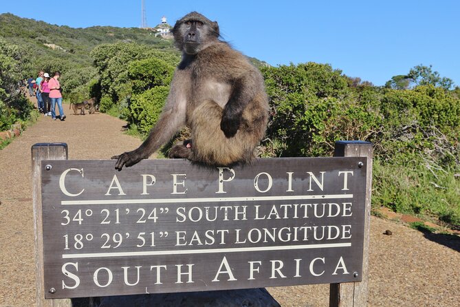 Table Mountain, Penguins & Cape Point Small Group Tour From Cape Town Attractions Included