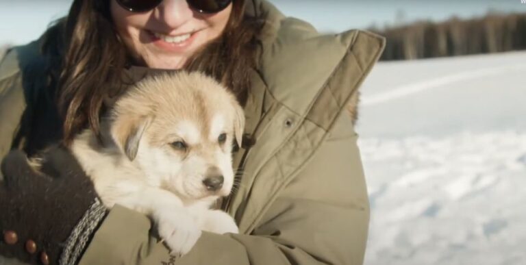 Talkeetna: Alaskan Winter Dog Sledding Experience Overview Of The Experience