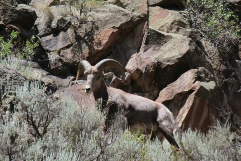 Taos/santa Fe: Rio Grande Half Day Float Trip Trip Overview