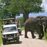 Tarangire National Park: Guided Day Tour From Arusha Tour Overview