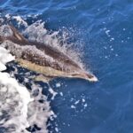 Terceira: Boat Tour And Swimming With Dolphins Overview Of The Experience