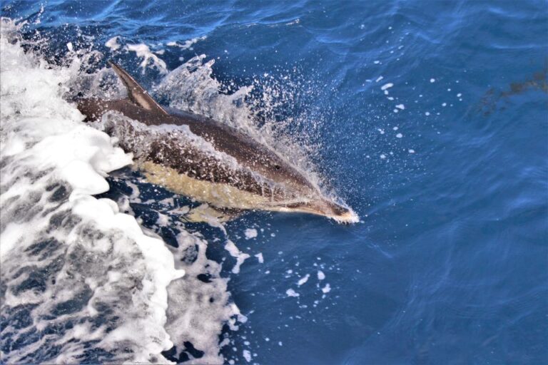 Terceira: Boat Tour And Swimming With Dolphins Overview Of The Experience