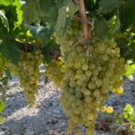 The Puerto De Santa María Winery And Tasting Activity Overview