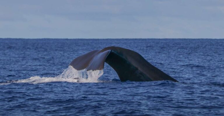 Third Island: Whale And Dolphin Watching Boat Excursion Overview Of The Excursion