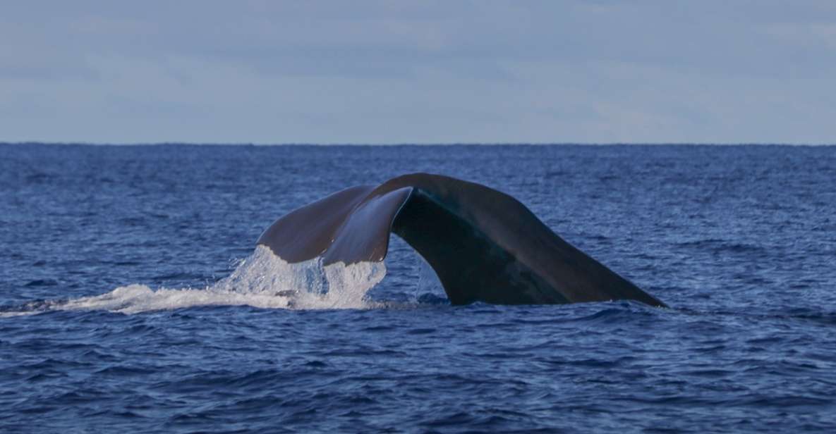 Third Island: Whale and Dolphin Watching Boat Excursion - Overview of the Excursion