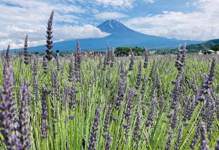 Tokyo: Mount Fuji And Lake Kawaguchi Scenic 1 Day Bus Tour Tour Overview