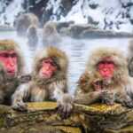 Tokyo To Nagano (snow Monkey Zenkoji Temple Private Tour) Tour Overview