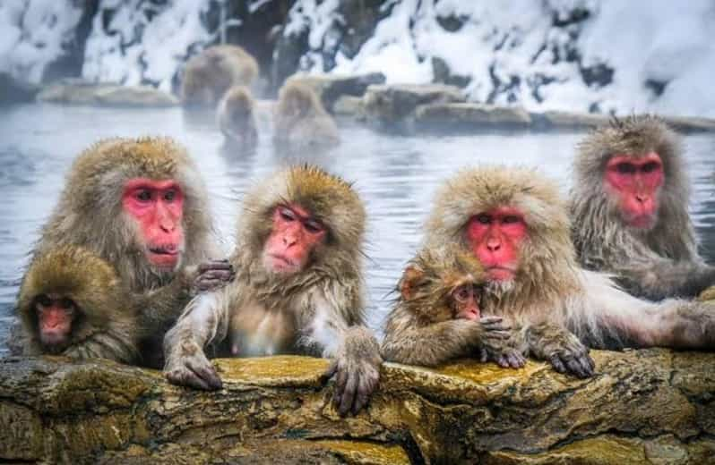 Tokyo To Nagano (Snow Monkey Zenkoji Temple Private Tour) - Tour Overview