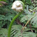 Trekking Mt. Liamuiga Volcano (full Day Guided ) Tour Overview