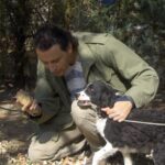 Truffle Hunting & Tasting In San Miniato Tuscany With Dogs Truffle Hunting With Experienced Guide