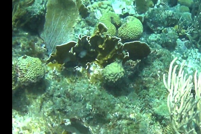 TUGBOAT Snorkeling Trip - Inclusions