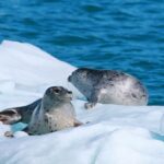 Valdez: 6 Hour Columbia Glacier Cruise Tour Details