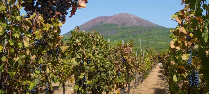 Vesuvius & Vineyard Select From Sorrento - Itinerary and Inclusions