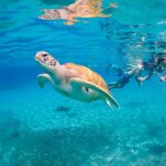 View The Turtles, Rose Island, Gilligans Island And Fishing Tour Overview