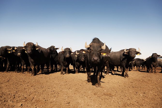 Visit to the Bufale and Dairy Farm With Cheese Tasting - Overview of the Experience