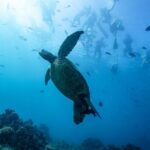 Waikiki: Snorkel Tour With Hawaiian Green Sea Turtles Tour Overview