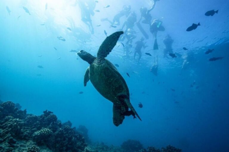 Waikiki: Snorkel Tour With Hawaiian Green Sea Turtles Tour Overview