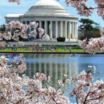 Washington Dc : Cherry Blossom Walking Tour Tour Overview