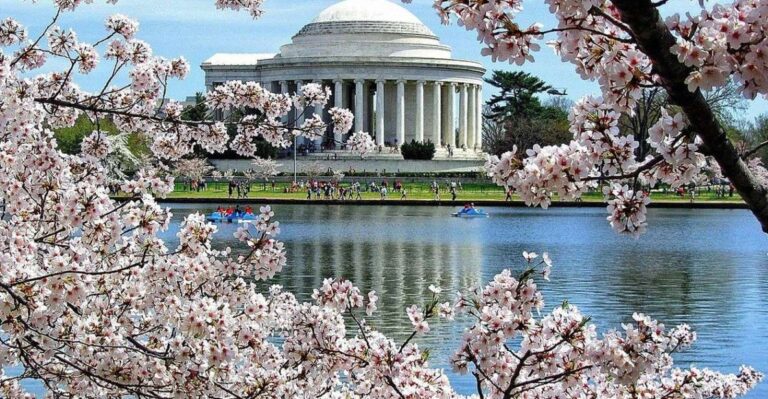 Washington Dc : Cherry Blossom Walking Tour Tour Overview