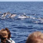 Whale And Dolphin Watching Tour Funchal Tour Overview