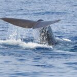 Whale And Dolphin Watching Tour On Pico Island Tour Overview