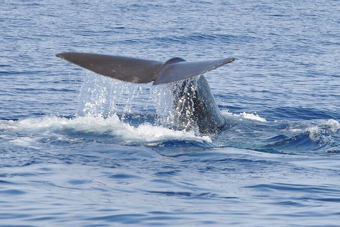 Whale and Dolphin Watching Tour on Pico Island - Tour Overview