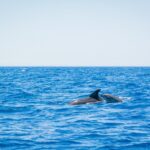 Whale & Dolphin Observation On Silent Catamaran With Hydrophone Activity Overview