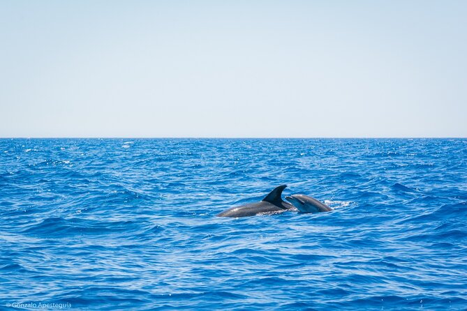 Whale & Dolphin Observation on Silent Catamaran With Hydrophone - Activity Overview