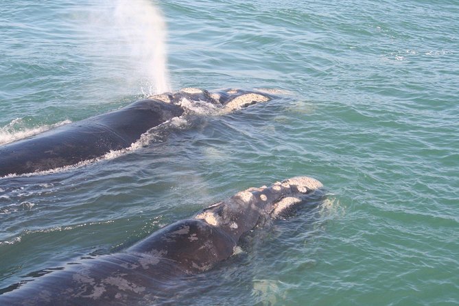 Whale Watching Hermanus - Boat Base - Overview and Highlights