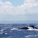 Whale Watching In Samana Tour Overview