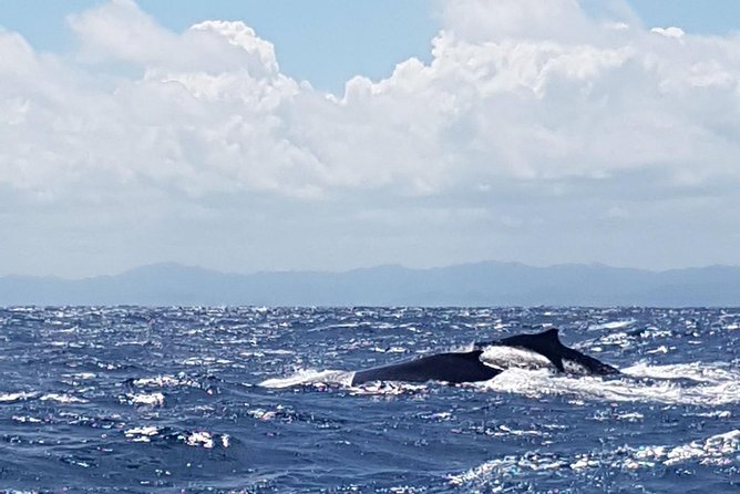 Whale Watching in Samana - Tour Overview