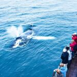 Whale Watching On Board A Traditional Oak Boat From Árskógsandur Inclusions In The Tour Package