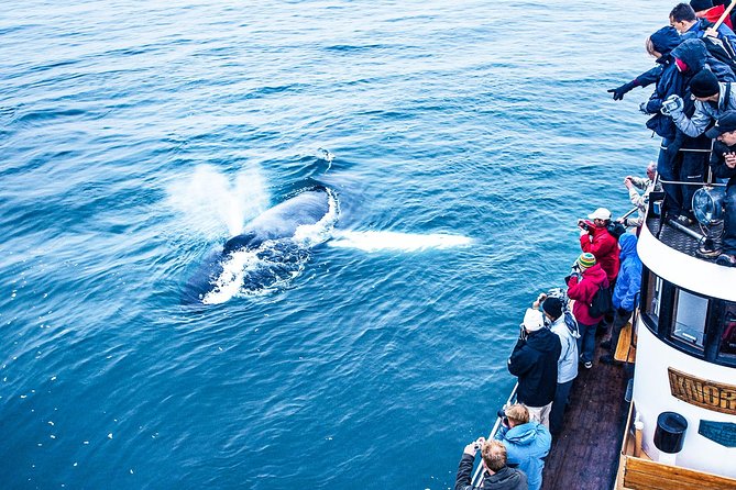 Whale Watching on Board a Traditional Oak Boat From Árskógsandur - Inclusions in the Tour Package