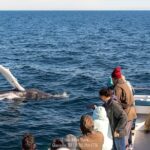 Whale Watching Trips To Stellwagen Bank Marine Sanctuary. Guaranteed Sightings! Overview Of Whale Watching Trips