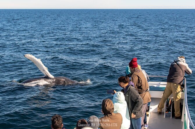 Whale Watching Trips to Stellwagen Bank Marine Sanctuary. Guaranteed Sightings! - Overview of Whale Watching Trips