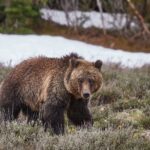 Yellowstone Lower Loop Full Day Tour Tour Details