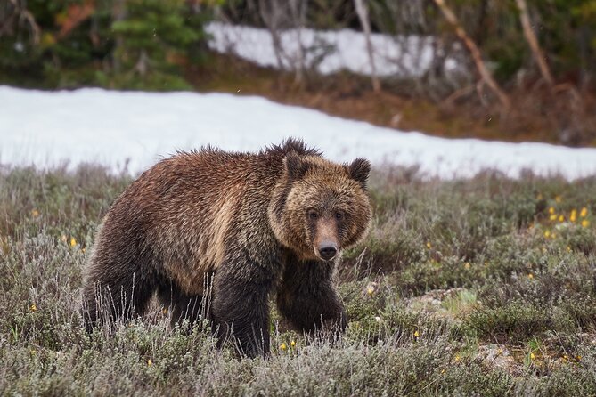 Yellowstone Lower Loop Full-Day Tour - Tour Details