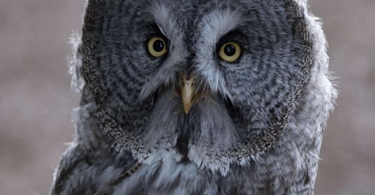 York: York Bird Of Prey Centre Entry Ticket Ticket Details