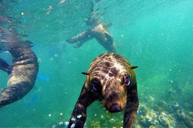 1.5-Hour Seal Viewing Boat Tour in Plettenberg Bay - Inclusions