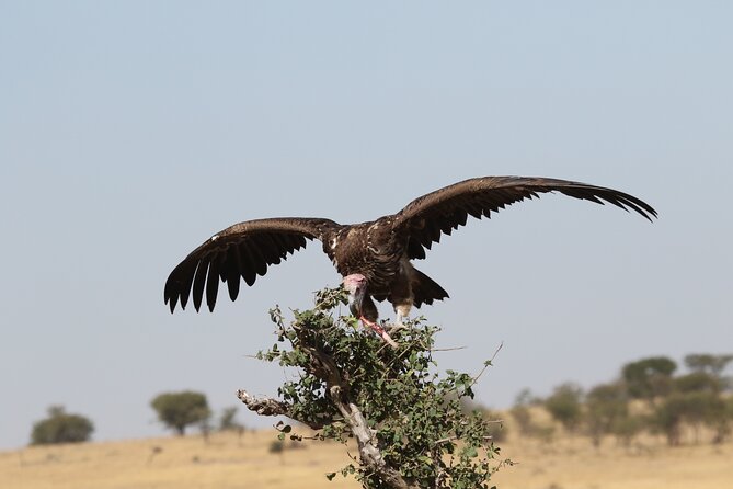 2 Days to Tarangire and Ngorongoro Crater - Tour Details