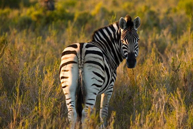 2-Hour Game Drive at the Plettenberg Bay Game Reserve - Booking Information and Pricing