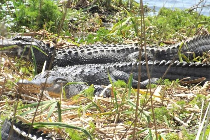 2-Hour Guided Segway Tour of Huntington Beach State Park in Myrtle Beach - Inclusions and Requirements