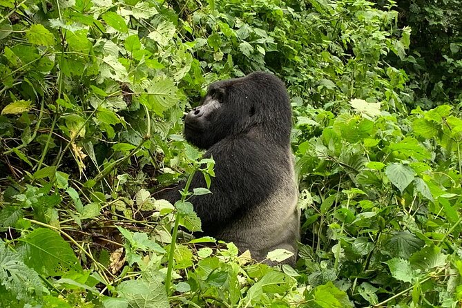 3 Day Gorilla Trek at Bwindi National Park via Kigali - Gorilla Trekking Permits