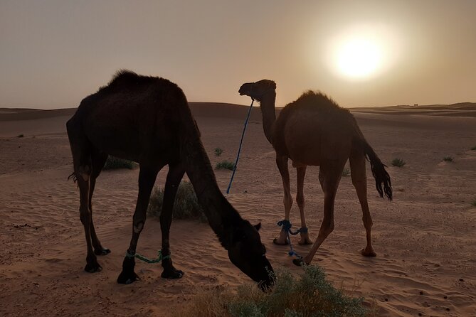 3-Day Private Discovery of the Desert From Ouarzazate to M'hamid in 4x4 - Accommodation in Bivouac